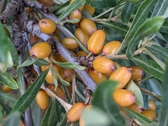 Hippophae rhamnoides
