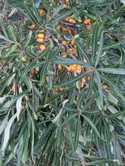 Hippophae rhamnoides