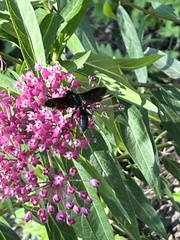Sphex pensylvanicus