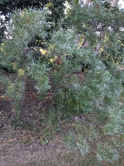 Hippophae rhamnoides