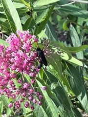 Sphex pensylvanicus