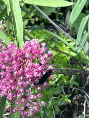 Sphex pensylvanicus