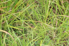 Panicum gattingeri
