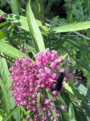 Sphex pensylvanicus
