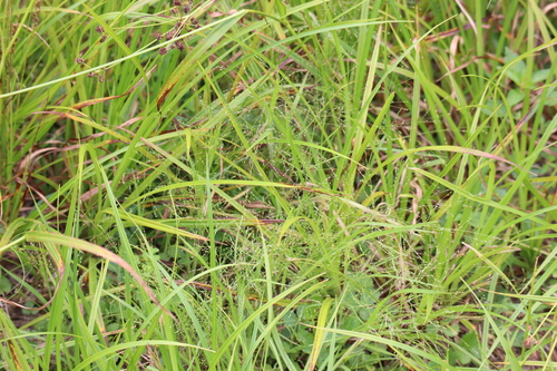 Image of Panicum philadelphicum by (c) Henry "Nick" Robertson, some rights reserved (CC BY-SA)