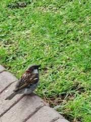 Passer domesticus