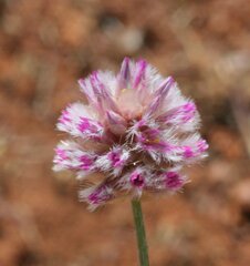 Ptilotus actinocladus