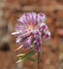 Ptilotus actinocladus