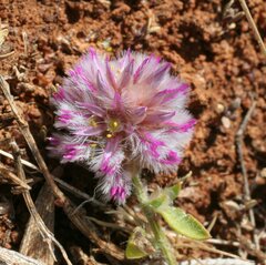 Ptilotus actinocladus
