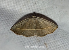 Nothomiza achromaria