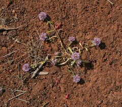 Ptilotus actinocladus
