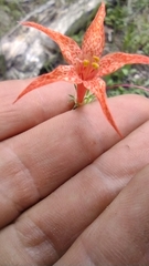 Ipomopsis aggregata formosissima