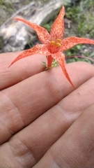 Ipomopsis aggregata formosissima