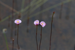 Utricularia resupinata