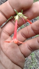 Ipomopsis aggregata formosissima