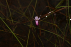 Utricularia resupinata
