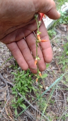 Ipomopsis aggregata formosissima