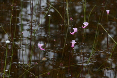 Utricularia resupinata