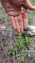 Ipomopsis aggregata formosissima