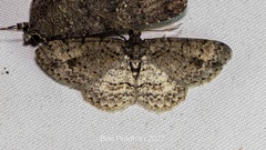 Aethalura leucozona