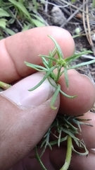 Ipomopsis aggregata formosissima