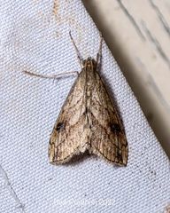 Evergestis forficalis