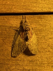 Peridea basitriens