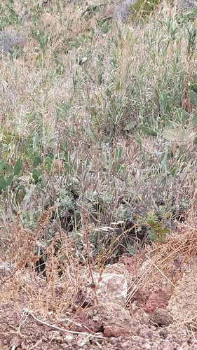 Image of Lavandula pinnata by (c) Vítor Jorge, some rights reserved (CC BY)