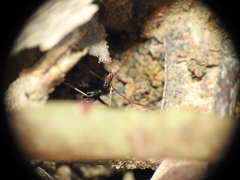 Leptomyrmex rothneyi