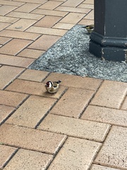 Carduelis carduelis britannica