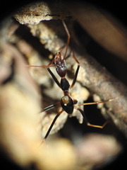 Leptomyrmex rothneyi