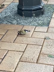 Carduelis carduelis britannica