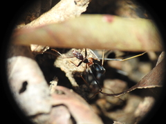 Leptomyrmex rothneyi
