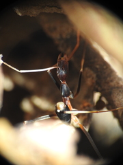 Leptomyrmex rothneyi