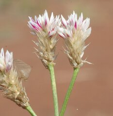 Ptilotus corymbosus