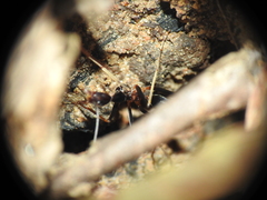 Leptomyrmex rothneyi