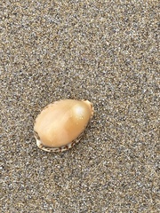 Notocypraea angustata