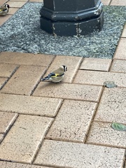 Carduelis carduelis britannica