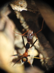 Leptomyrmex rothneyi
