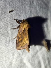 Bellura densa