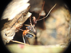 Leptomyrmex rothneyi