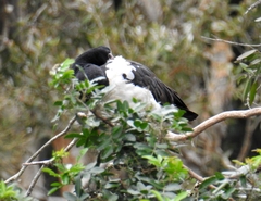 Anseranas semipalmata