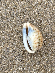 Notocypraea angustata