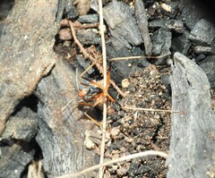 Leptomyrmex rothneyi