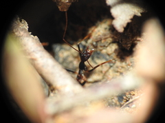 Leptomyrmex rothneyi