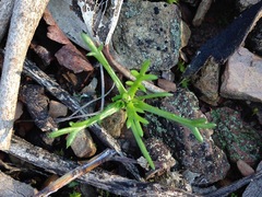 Brachyscome perpusilla