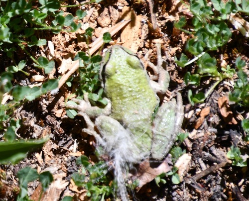 iNaturalist observation photo of Pacific chorus frog