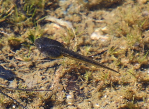iNaturalist observation photo of Pacific chorus frog