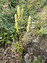 Castilleja pallida caudata