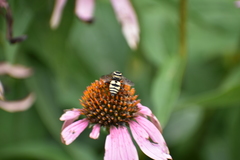 Triepeolus remigatus